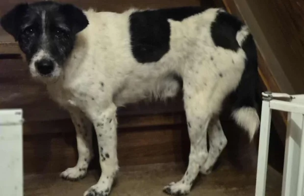 Bruno młody psiak w typie terriera szuka domu! pies psy terrier - Zdjęcie 4
