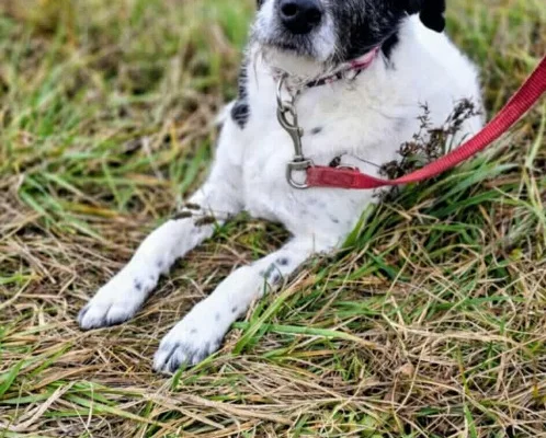 Bruno młody psiak w typie terriera szuka domu! pies psy terrier - Zdjęcie 1