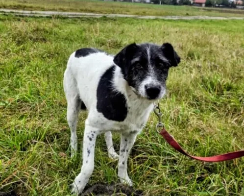 Bruno młody psiak w typie terriera szuka domu! pies psy terrier - Zdjęcie 3