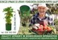 Doniczki Spinane do Rozsad – Chroń Korzenie! Producent doniczkispinane.pl - 5