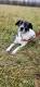 Bruno młody psiak w typie terriera szuka domu! pies psy terrier - 1