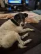 Bruno młody psiak w typie terriera szuka domu! pies psy terrier - 5