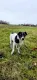Bruno młody psiak w typie terriera szuka domu! pies psy terrier - 3