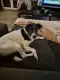 Bruno młody psiak w typie terriera szuka domu! pies psy terrier - 2