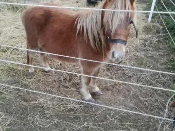 Sprzedam kucyki