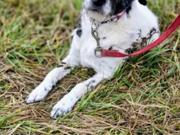 Bruno młody psiak w typie terriera szuka domu! pies psy terrier