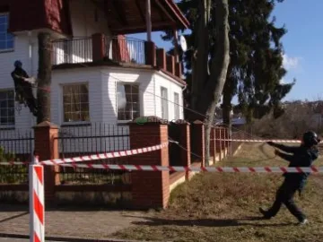 Ścinka sekcyjna drzew